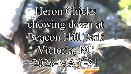 20260531 heronchickseating